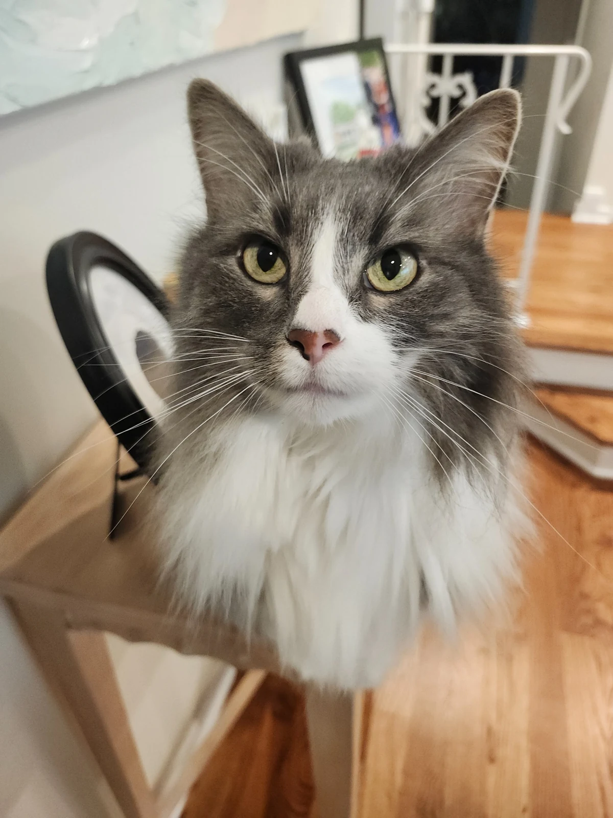 Moe, a gray and white cat, looking toward the camera at home.